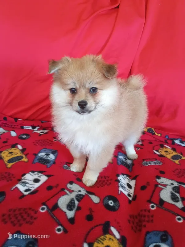 Autumn – Pomeranian puppy for sale in Tucson, AZ