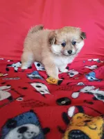 EASTER SALE! $200 OFF Autumn, a female Pomeranian for sale in Tucson, AZ – Photo 5 of 6