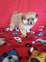 EASTER SALE! $200 OFF Autumn, a female Pomeranian for sale in Tucson, AZ – Photo 6 of 6