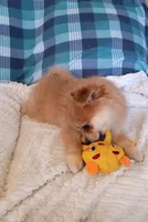 MOTHER'S DAY SALE Autumn, a female Pomeranian for sale in Tucson, AZ – 3 of 10