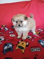 EASTER SALE! $200 OFF Autumn, a female Pomeranian for sale in Tucson, AZ – Photo 2 of 6