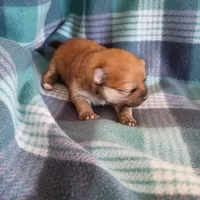 Autumn, a female Pomeranian for sale in Tucson, AZ – Photo 3 of 5