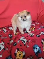 Autumn, a female Pomeranian for sale in Tucson, AZ – Photo 4 of 6