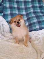 MOTHER'S DAY SALE Autumn, a female Pomeranian for sale in Tucson, AZ – 8 of 10