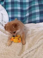 MOTHER'S DAY SALE Autumn, a female Pomeranian for sale in Tucson, AZ – 9 of 10