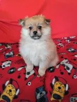 Autumn, a female Pomeranian for sale in Tucson, AZ – Photo 5 of 6