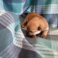 Autumn, a female Pomeranian for sale in Tucson, AZ – Photo 2 of 5