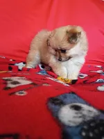 EASTER SALE! $200 OFF Autumn, a female Pomeranian for sale in Tucson, AZ – Photo 4 of 6