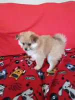 Autumn, a female Pomeranian for sale in Tucson, AZ – Photo 3 of 6