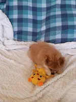MOTHER'S DAY SALE Autumn, a female Pomeranian for sale in Tucson, AZ – 5 of 10