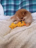 MOTHER'S DAY SALE Autumn, a female Pomeranian for sale in Tucson, AZ – 7 of 10