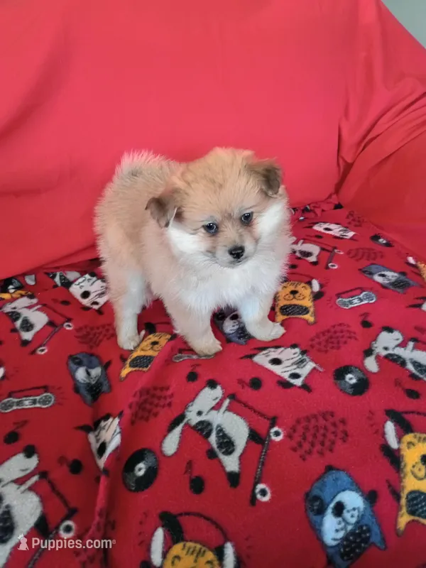 Autumn – Pomeranian puppy for sale in Tucson, AZ