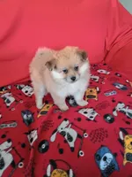Autumn, a female Pomeranian for sale in Tucson, AZ – Photo 1 of 6