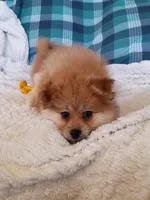 MOTHER'S DAY SALE Autumn, a female Pomeranian for sale in Tucson, AZ – 6 of 10