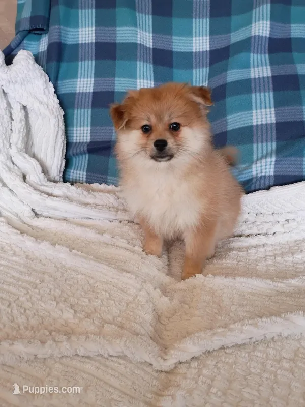 Autumn – Pomeranian puppy for sale in Tucson, AZ