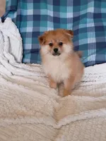 MOTHER'S DAY SALE Autumn, a female Pomeranian for sale in Tucson, AZ – 2 of 10