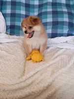 MOTHER'S DAY SALE Autumn, a female Pomeranian for sale in Tucson, AZ – 10 of 10
