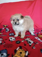 EASTER SALE! $200 OFF Autumn, a female Pomeranian for sale in Tucson, AZ – Photo 3 of 6