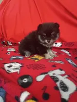 Stella, a female Pomeranian for sale in Tucson, AZ – 2 of 4