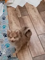 Rue , a male Pomeranian for sale in Tucson, AZ – 5 of 6