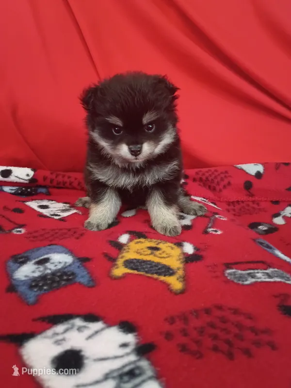Stormy – Pomeranian puppy for sale in Tucson, AZ