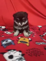 Stormy, a female Pomeranian for sale in Tucson, AZ – 1 of 5