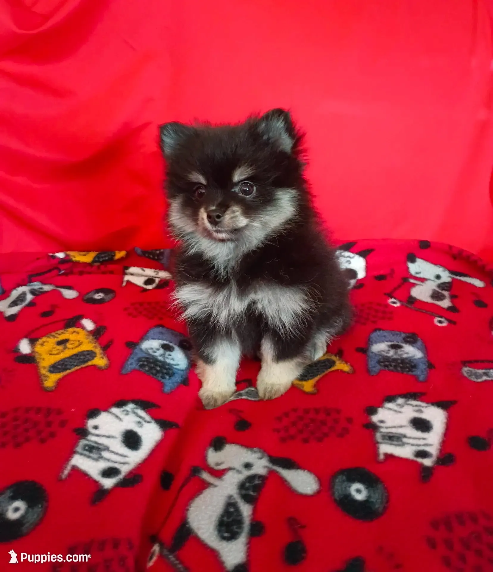 Weekend sale!! Stella, a female Pomeranian for sale in Tucson, AZ – 2 of 4