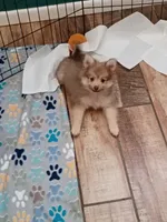 Rue , a male Pomeranian for sale in Tucson, AZ – 6 of 6