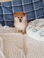 MEMORIAL DAY SALE Autumn, a female Pomeranian for sale in Tucson, AZ – 6 of 6