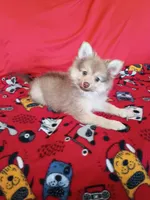 Rue , a male Pomeranian for sale in Tucson, AZ – 4 of 6