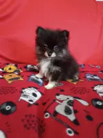 Weekend sale!! Diesel TEACUP , a male Pomeranian for sale in Tucson, AZ – 3 of 4