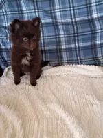 MEMORIAL DAY SALE Mocha , a female Pomeranian for sale in Tucson, AZ – 4 of 9