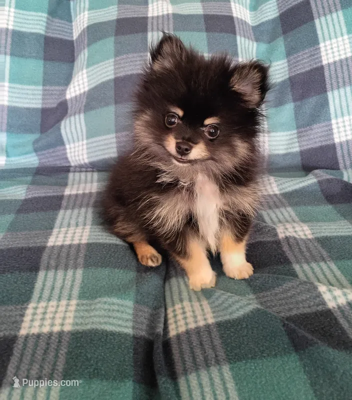  Diesel TEACUP  – Pomeranian puppy for sale in Tucson, AZ