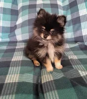  Super sale!! Diesel TEACUP , a male Pomeranian for sale in Tucson, AZ – 1 of 1