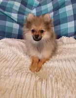 NEW YEAR'S SALE!      Ninja, a male Pomeranian for sale in Tucson, AZ – Photo 3 of 4