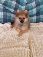 NEW YEAR'S SALE!      Ninja, a male Pomeranian for sale in Tucson, AZ – Photo 1 of 4