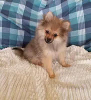 NEW YEAR'S SALE!      Ninja, a male Pomeranian for sale in Tucson, AZ – Photo 2 of 4