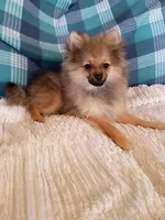 NEW YEAR'S SALE!      Ninja, a male Pomeranian for sale in Tucson, AZ – Photo 4 of 4