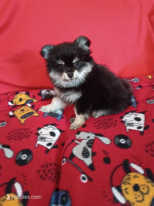  Weekend sale!! Stormy – Pomeranian puppy for sale in Tucson, AZ
