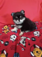  Weekend sale!! Stormy, a female Pomeranian for sale in Tucson, AZ – 1 of 7