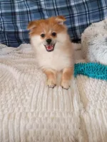MEMORIAL DAY SALE Autumn, a female Pomeranian for sale in Tucson, AZ – 5 of 6