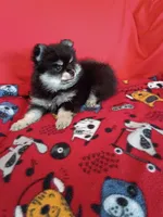  Weekend sale!! Stormy, a female Pomeranian for sale in Tucson, AZ – 7 of 7