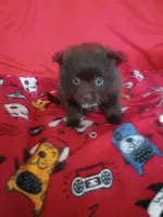 EASTER SALE! $200 OFF Mocha , a female Pomeranian for sale in Tucson, AZ – Photo 5 of 8