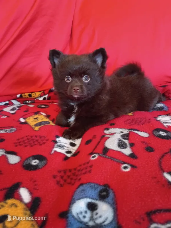  Mocha  – Pomeranian puppy for sale in Tucson, AZ