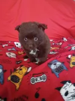 EASTER SALE! $200 OFF Mocha , a female Pomeranian for sale in Tucson, AZ – Photo 4 of 8