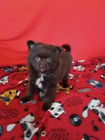  Mocha , a female Pomeranian for sale in Tucson, AZ – Photo 7 of 7