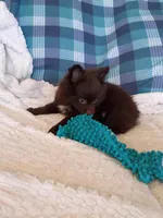 MOTHER'S DAY SALE Mocha , a female Pomeranian for sale in Tucson, AZ – 3 of 9