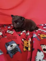  Mocha , a female Pomeranian for sale in Tucson, AZ – Photo 3 of 7