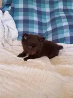 MOTHER'S DAY SALE Mocha , a female Pomeranian for sale in Tucson, AZ – 7 of 9