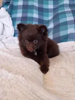 MOTHER'S DAY SALE Mocha , a female Pomeranian for sale in Tucson, AZ – 1 of 9